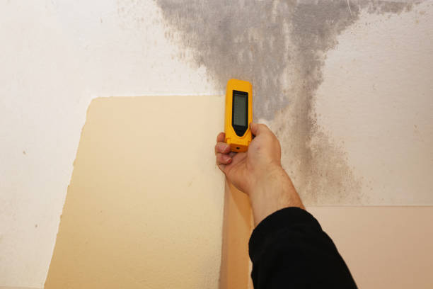 Best Attic Mold Removal  in St Stephen, SC