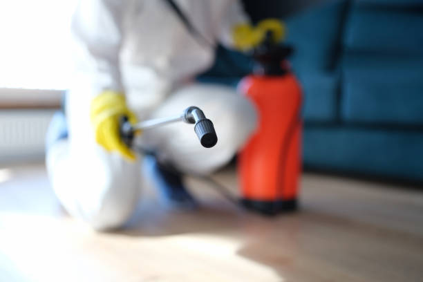 Reliable St Stephen, SC Mold Removal Solutions