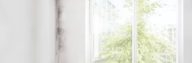 Best Mold Damage Restoration  in St Stephen, SC