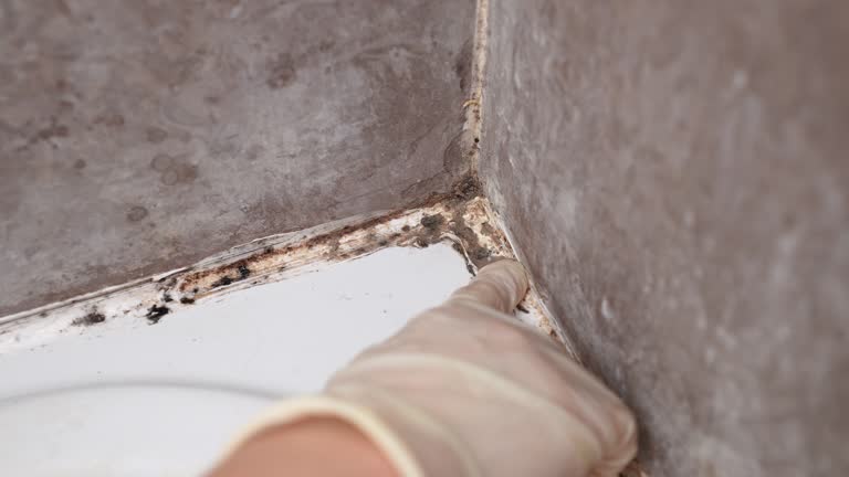 Best Asbestos and Lead Testing During Mold Inspection  in St Stephen, SC
